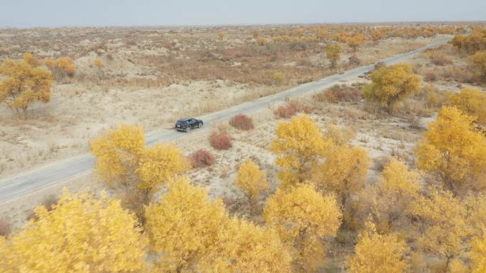 航拍新疆库尔勒野外单车行驶荒凉黄树叶