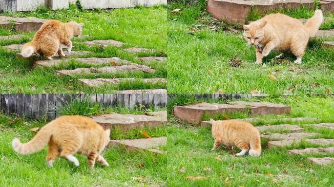 龙虎斗橘猫与蛇战斗家猫抓捕流浪猫捕食小蛇