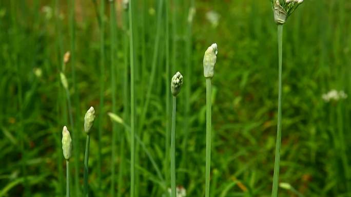 韭菜 生境 植株 叶 花 花冠 花蕾