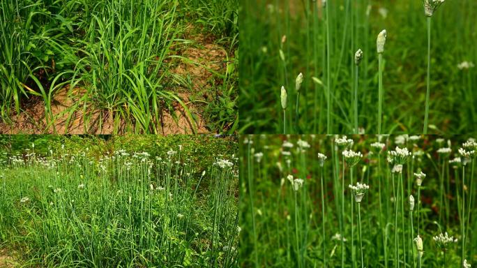 韭菜 生境 植株 叶 花 花冠 花蕾