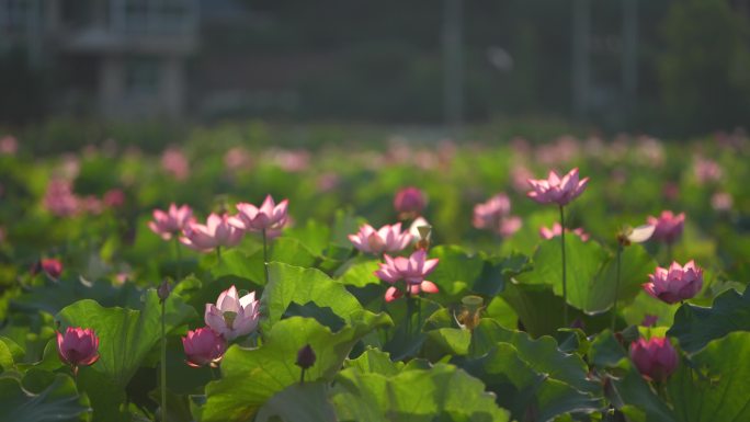 江南浙江绍兴诸暨荷塘荷花荷叶莲蓬夏日早晨