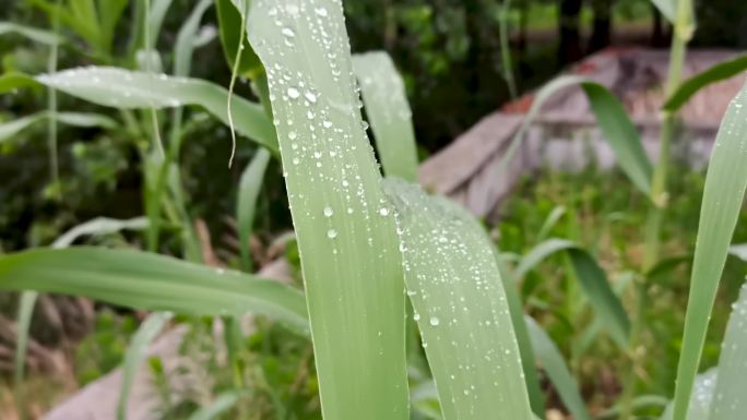 雨露 芦苇  雨珠