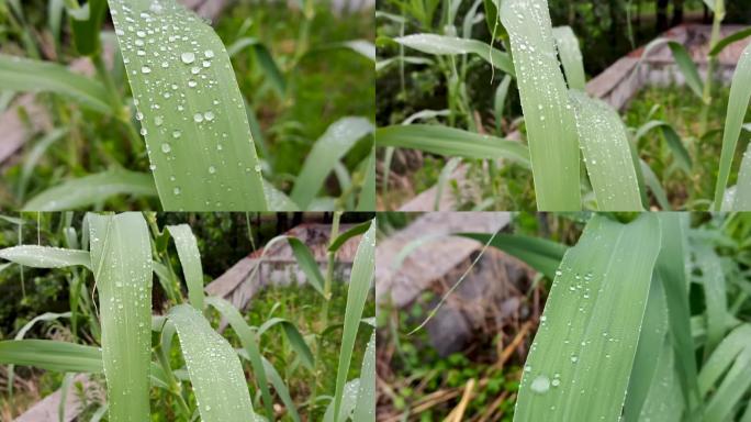 雨露 芦苇  雨珠