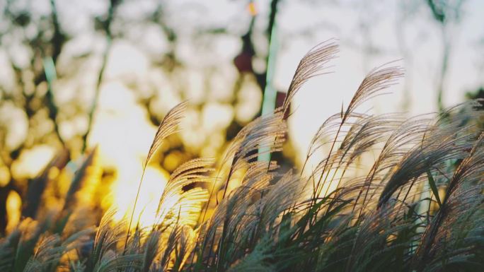 实拍夕阳下芦苇风中摇曳