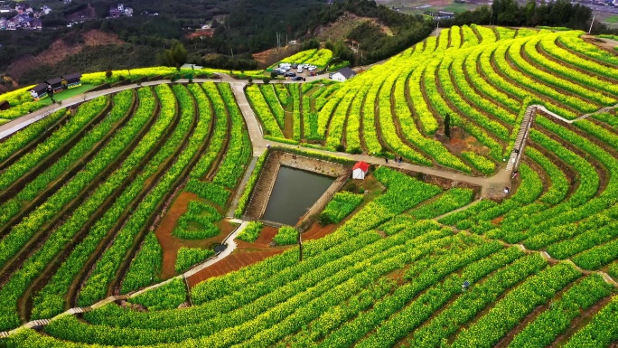 油菜花梯田露天环形剧场航拍