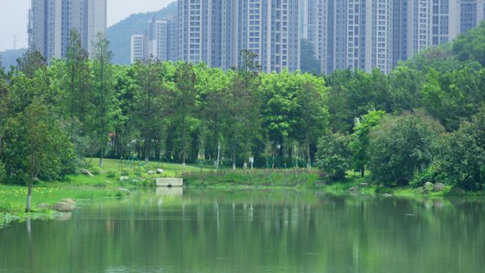 城市公园绿色植物慢镜头