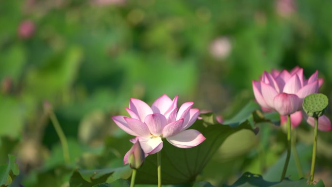 江南浙江荷花荷叶莲蓬夏天早晨阳光杭州西湖