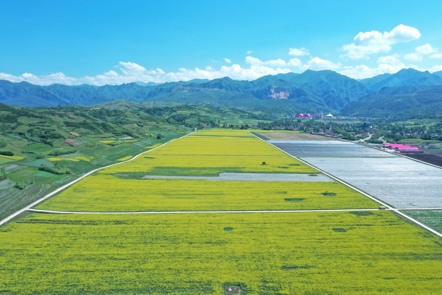 乡村振兴 油菜花