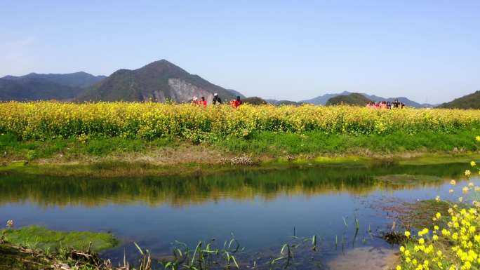 油菜花农田航拍