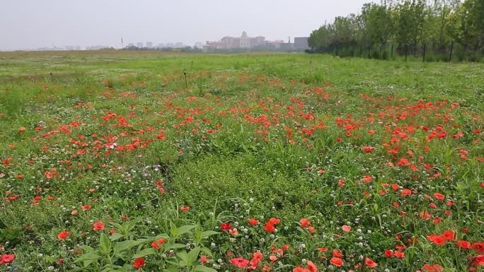 野花大场景