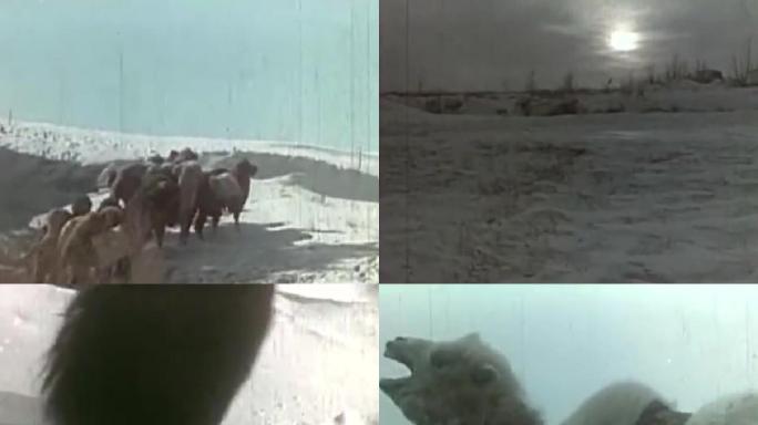 60年代风沙雪地上的驼队