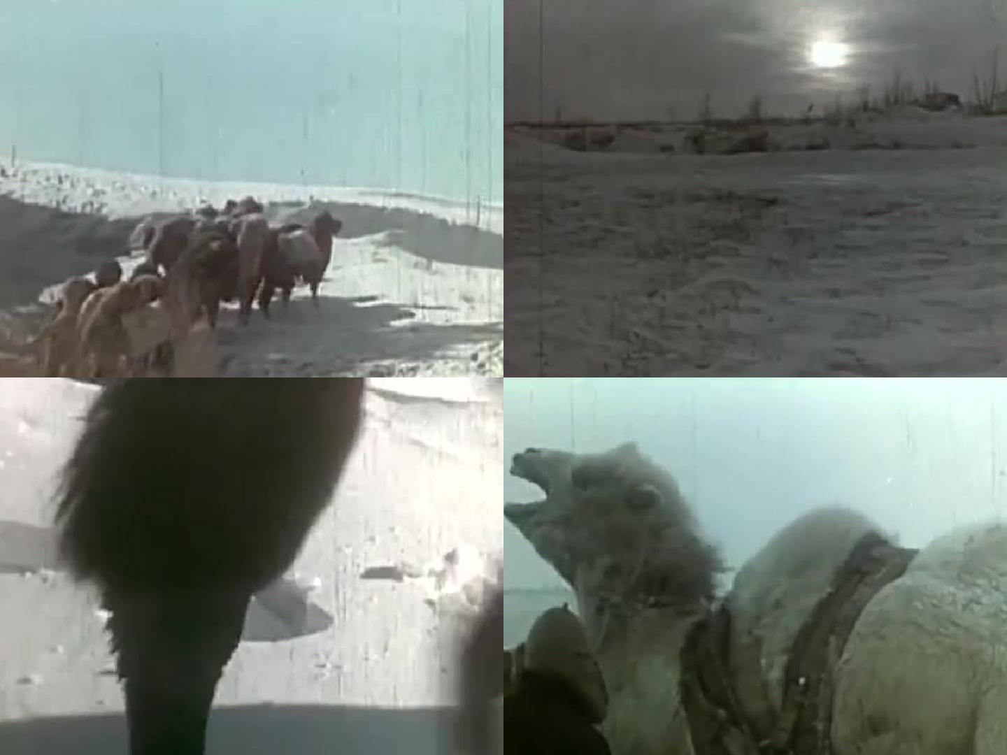 60年代风沙雪地上的驼队