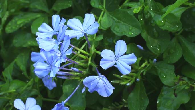 蓝花丹 中草药 叶 花 花蕾 植株