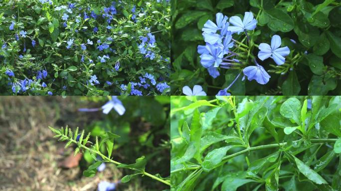 蓝花丹 中草药 叶 花 花蕾 植株