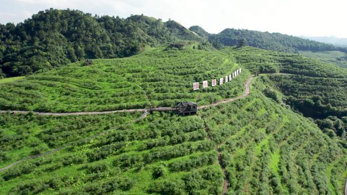 麻江蓝梦谷-金山银山标语