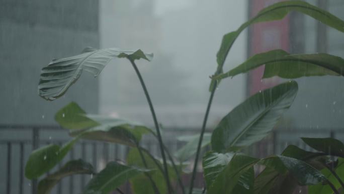 下雨树叶灰片套阿莱lut直出