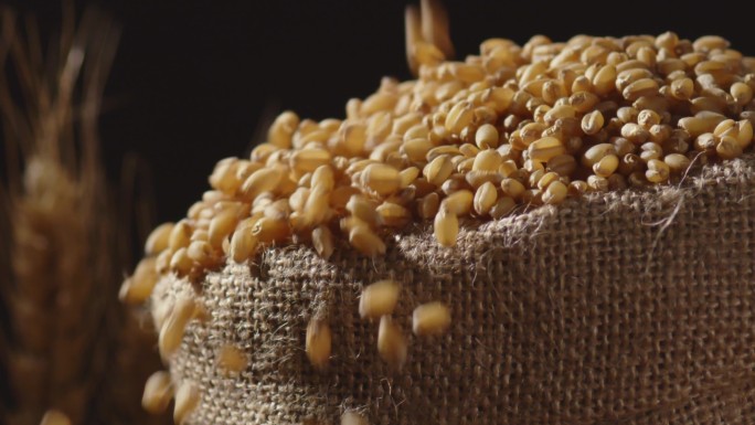 小麦麦子多镜头合集