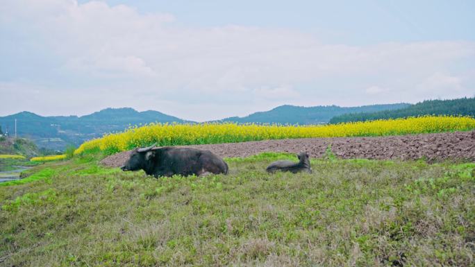 躺在草坪上的大水牛