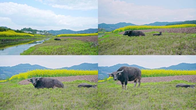 躺在草坪上的大水牛