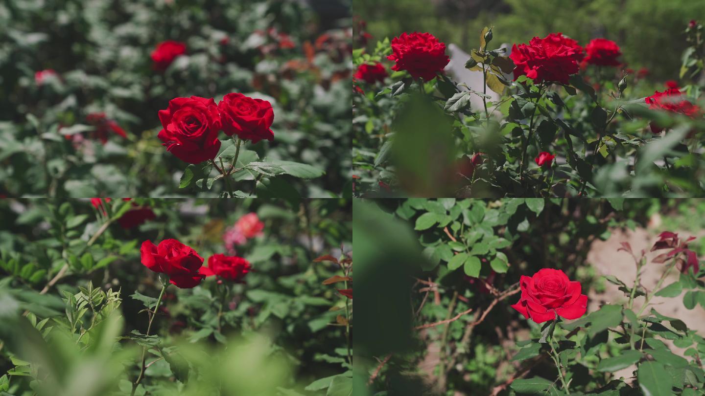 月季花 红色花朵 玫瑰花 植物园 治愈