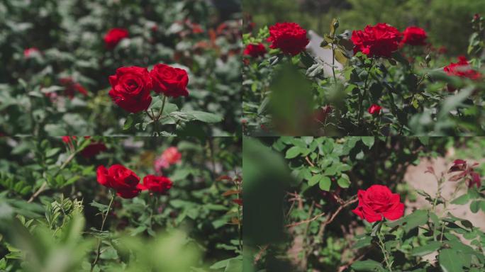 月季花 红色花朵 玫瑰花 植物园 治愈