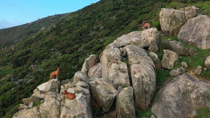 山崖旁的山羊