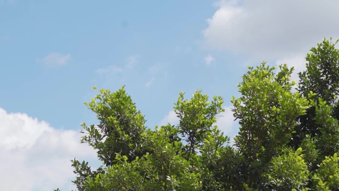 蓝天白云 绿树天台 阳光明媚 实拍素材