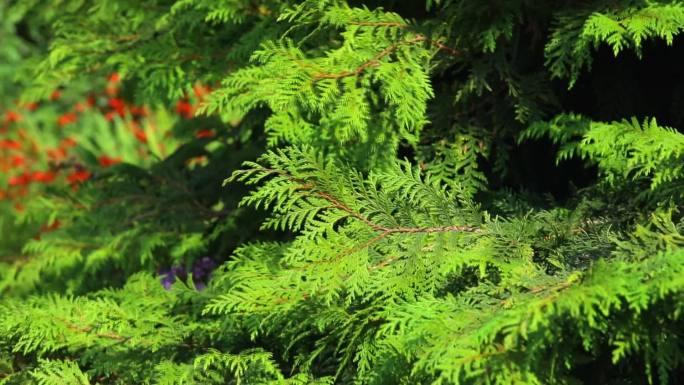 凤尾柏 生境 植株 叶 树干 枝干 灌木