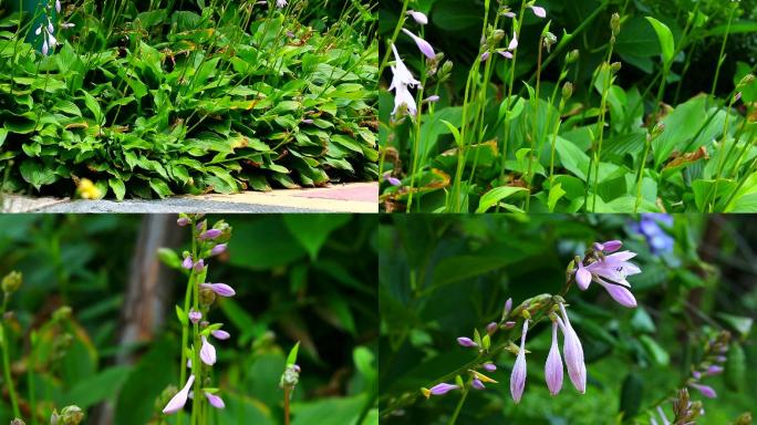 紫玉簪 生境 植株 花 花序 花蕾 叶