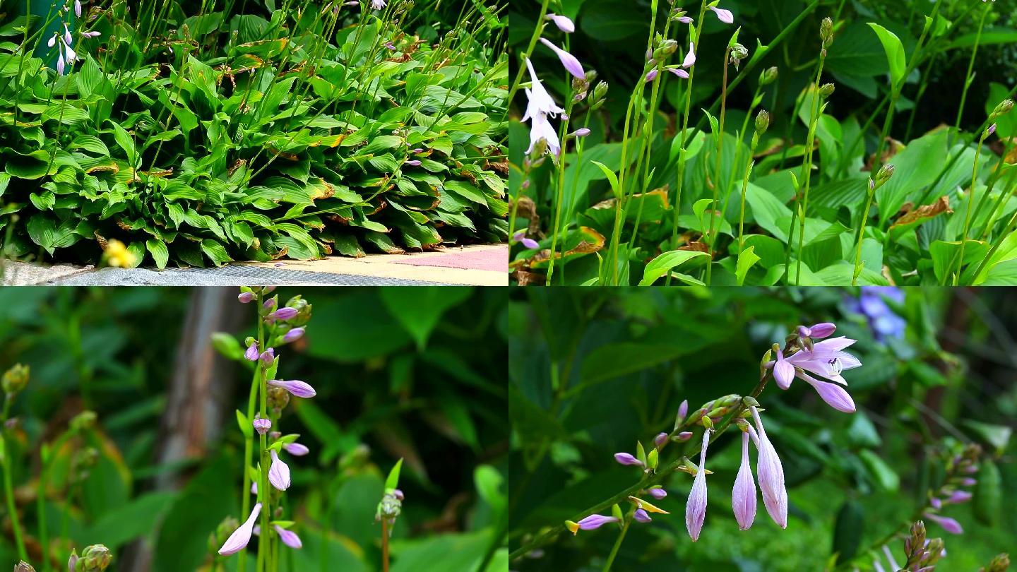 紫玉簪 生境 植株 花 花序 花蕾 叶