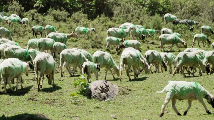 4k 羊群 放羊 放牧 草原