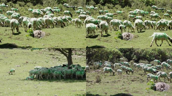 4k 羊群 放羊 放牧 草原