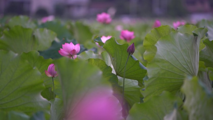 江南荷塘荷花荷叶夏天夏至莲蓬乡村农村田野