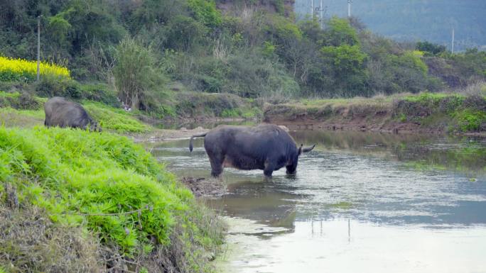 农村河边的水牛