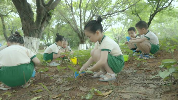 4K幼儿园大自然科学课程植物种植合集