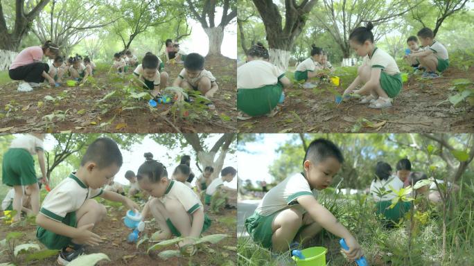 4K幼儿园大自然科学课程植物种植合集