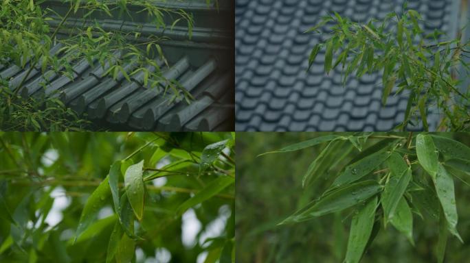 徽派建筑雨后竹叶