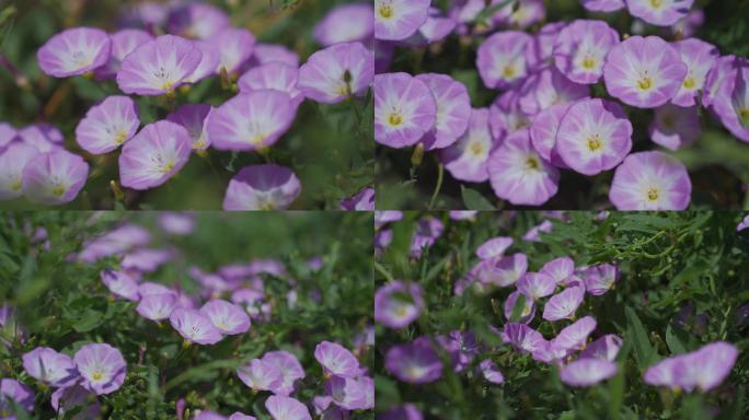 4K野生旋花 野生中草药