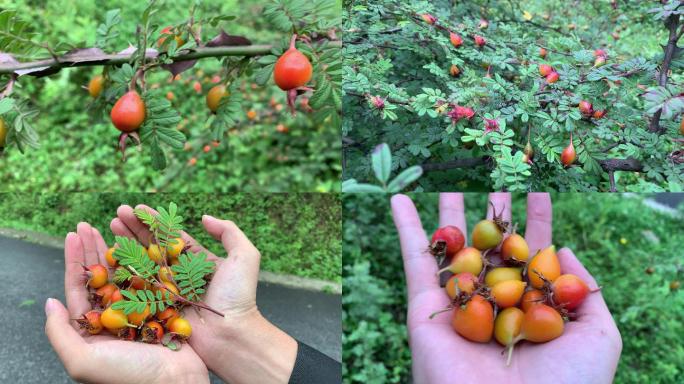 A362 黄刺玫 刺玖花 黄刺莓 栽秧果