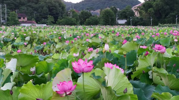 航拍江南荷塘荷花荷叶莲蓬乡村农村诸暨枫桥