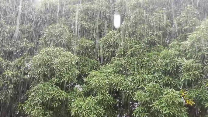 大暴雨树林雨丝狂风暴雨树木树深山野岭 