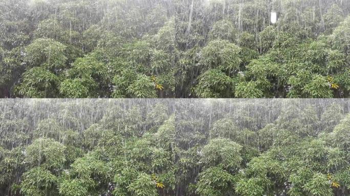 大暴雨树林雨丝狂风暴雨树木树深山野岭 