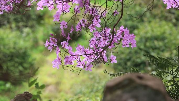 浙江东白山龙门顶杜鹃花映山红紫色满山红