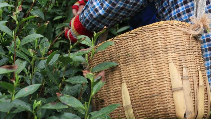 浙江高山茶山茶场茶园茶农背着茶篮采茶素材