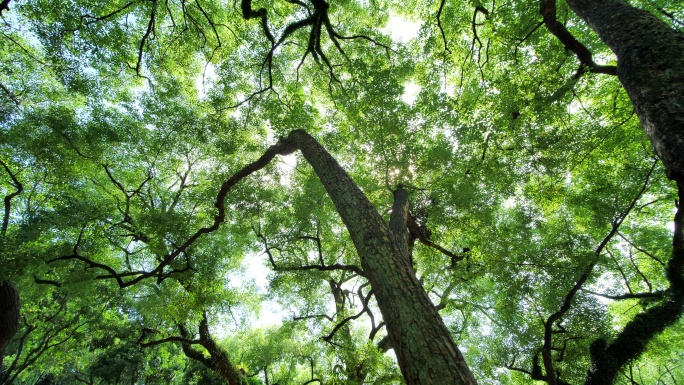 夏天阳光香樟树大树荫树林