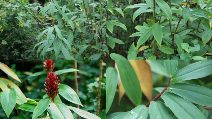 闭鞘姜 植株 花 叶片 茎秆