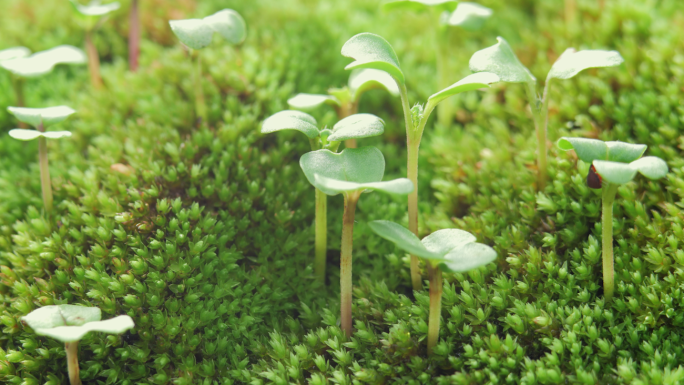 种子发芽延时摄影油菜破土而出