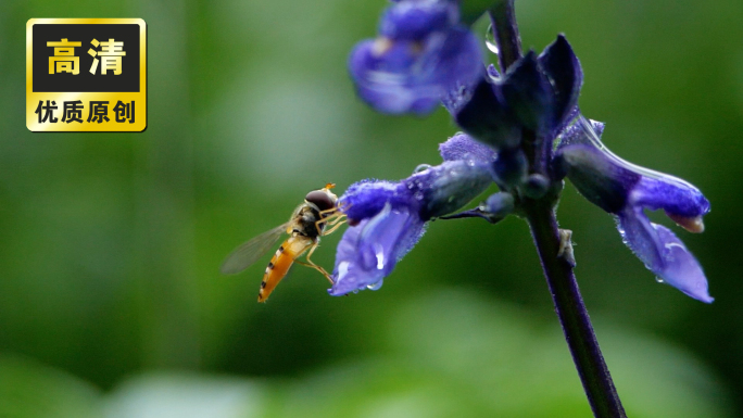 蜜蜂采蜜授粉 盛开紫色薰衣草花海