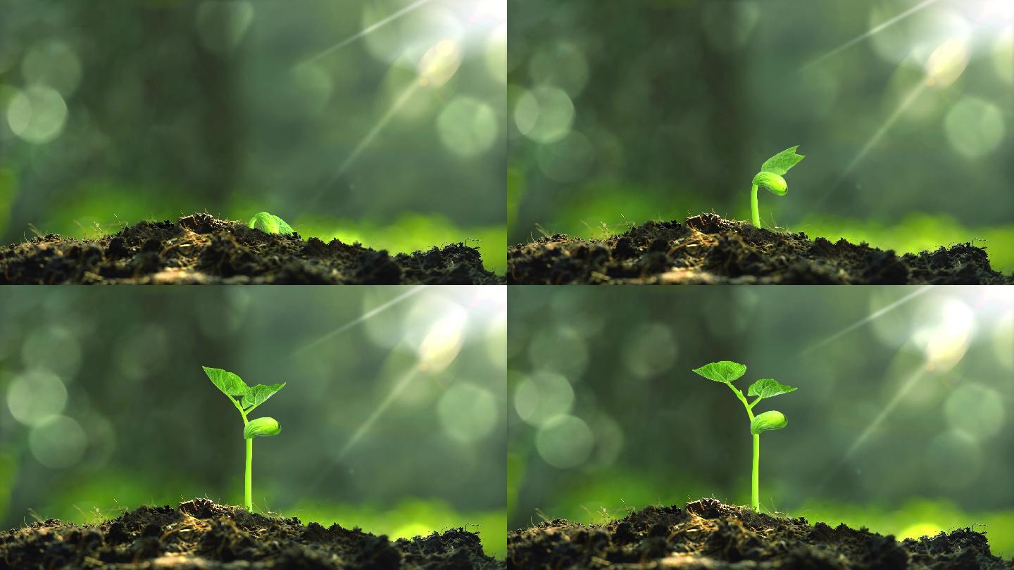 植物幼苗生长过程图图片素材-编号26254698-图行天下