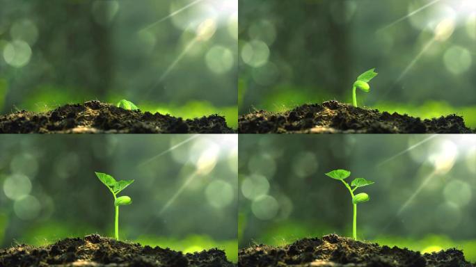 植物种子生根发芽生长动画4K